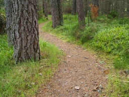 Image on trail